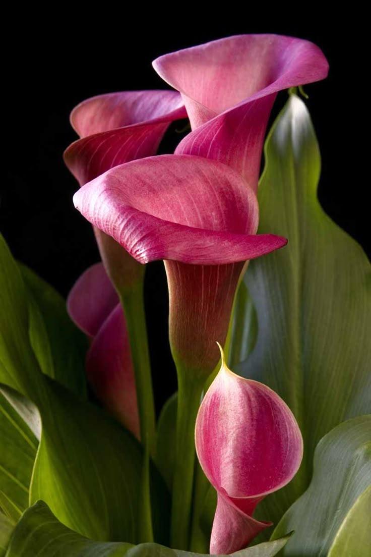 Whispers of Dawn Freshness Bouquet